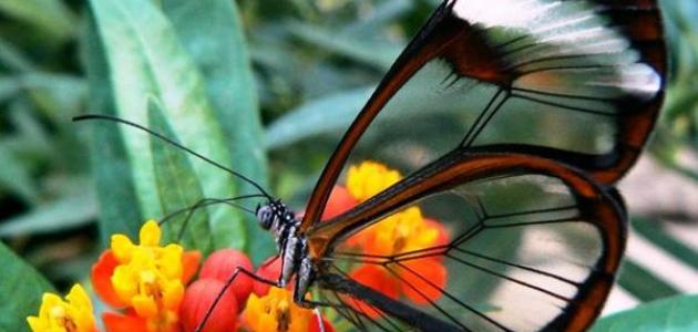 كم عدد أرجل الفراشة كم عدد أرجل الفراشة