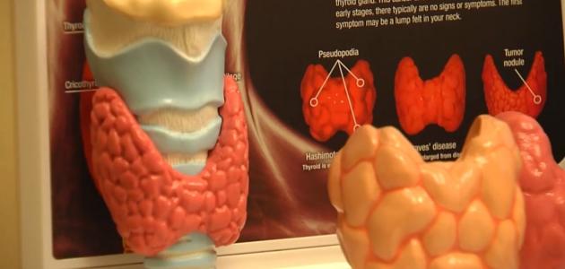 كم عدد الغدد الصماء في جسم الإنسان كم عدد الغدد الصماء في جسم الإنسان