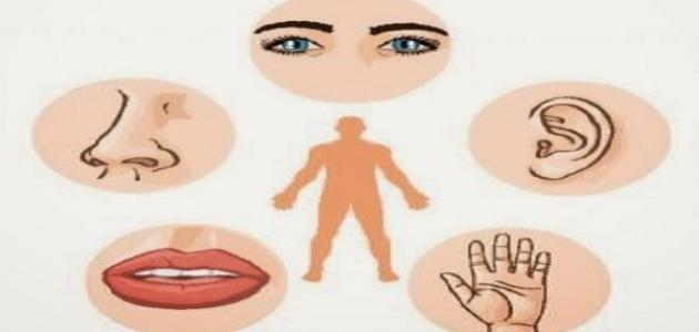 كم عدد حواس الإنسان