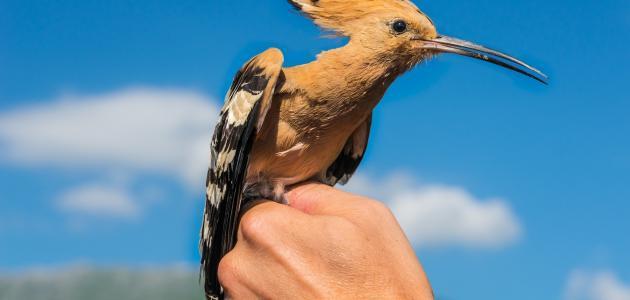 كم عدد زوجات سيدنا سليمان كم عدد زوجات سيدنا سليمان