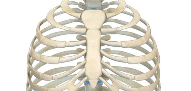 كم عدد ضلوع الإنسان كم عدد ضلوع الإنسان