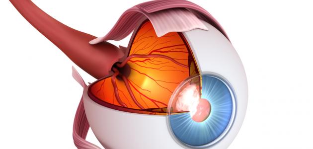 كم عضلة في العين