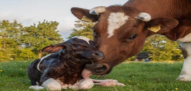 كم مدة حمل البقرة كم مدة حمل البقرة