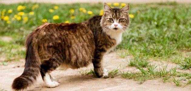 كم مدة حمل القطط