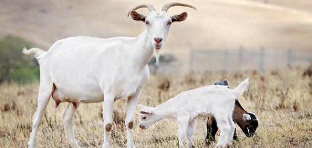 كم مدة حمل الماعز كم مدة حمل الماعز