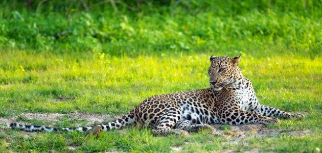 كم يبلغ وزن النمر