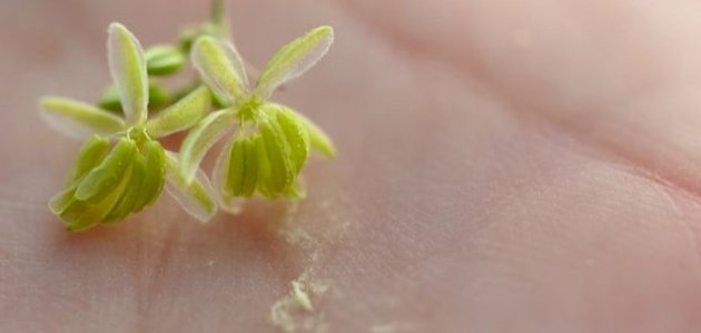 كيفية استعمال بودرة لقاح النخيل كيفية استعمال بودرة لقاح النخيل