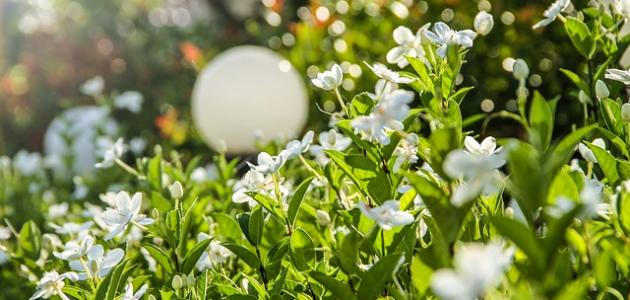 كيفية الاعتناء بالغاردينيا المنزلية