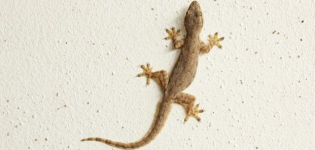 كيفية التخلص من أبو بريص