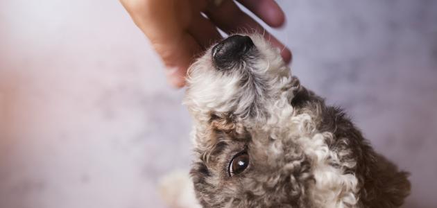 كيفية التطهر من لمس الكلاب كيفية التطهر من لمس الكلاب