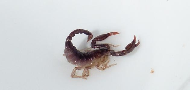 كيفية القضاء على العقارب كيفية القضاء على العقارب