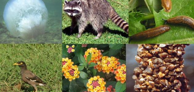 كيفية المحافظة على التنوع البيولوجي كيفية المحافظة على التنوع البيولوجي