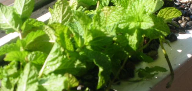 كيفية تجفيف النعناع