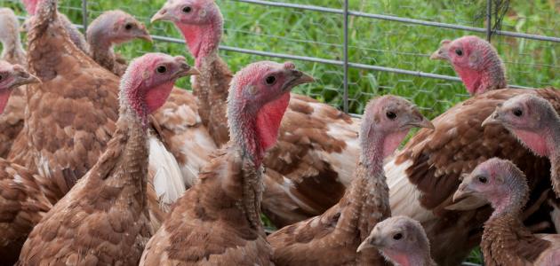 كيفية تربية دجاج اللحم كيفية تربية دجاج اللحم
