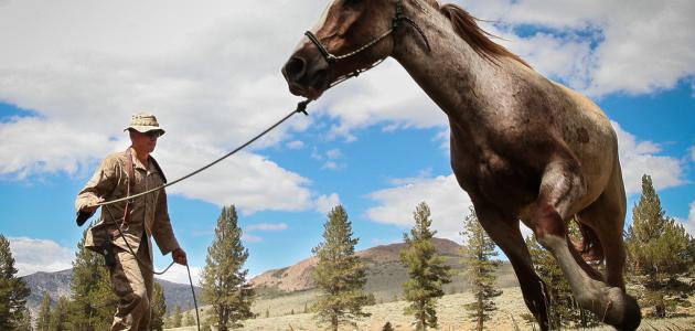كيفية ترويض الخيل كيفية ترويض الخيل