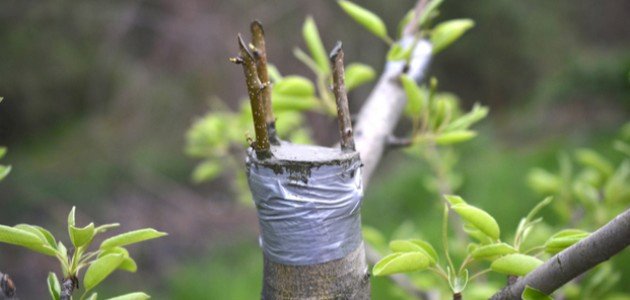 كيفية تطعيم الاشجار المثمرة