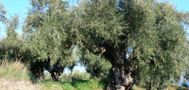 كيفية تطعيم شجرة الزيتون كيفية تطعيم شجرة الزيتون