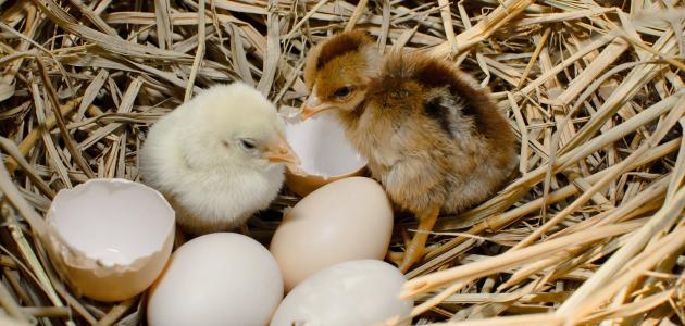 كيفية تفقيس بيض الدجاج دون فقاسة كيفية تفقيس بيض الدجاج دون فقاسة