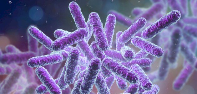 كيفية تكاثر البكتيريا كيفية تكاثر البكتيريا