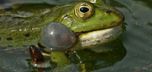 كيفية تنفس الضفدع كيفية تنفس الضفدع