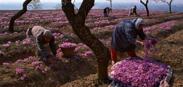 كيفية جني الزعفران كيفية جني الزعفران