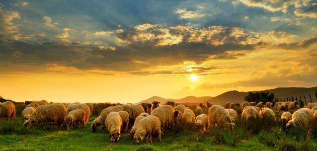 كيفية ذبح الخروف وسلخه