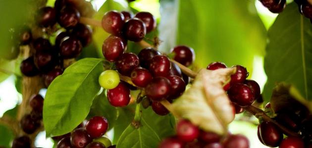 كيفية زراعة القهوة كيفية زراعة القهوة