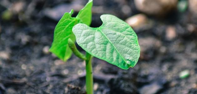 كيفية زراعة اللوبيا