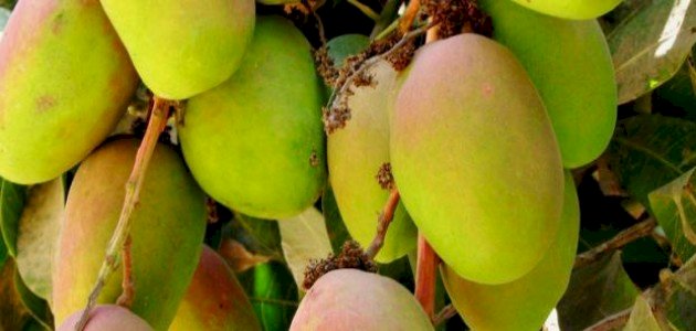 كيفية زراعة المانجو