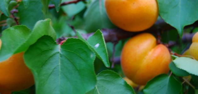 كيفية زراعة المشمش كيفية زراعة المشمش