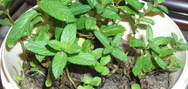 كيفية زراعة النعناع فى المنزل كيفية زراعة النعناع فى المنزل
