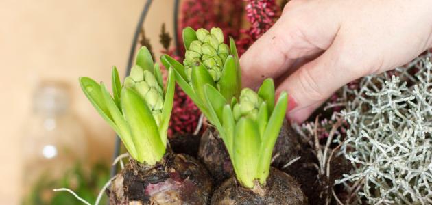 كيفية زراعة زهرة الزنبق