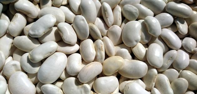 كيفية عمل اللوبيا