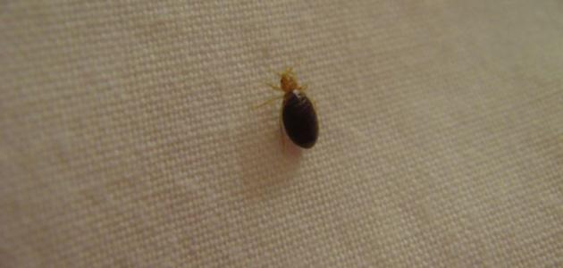 كيفية معرفة وجود حشرة البق كيفية معرفة وجود حشرة البق