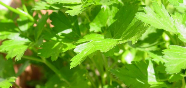 كيف أحفظ البقدونس