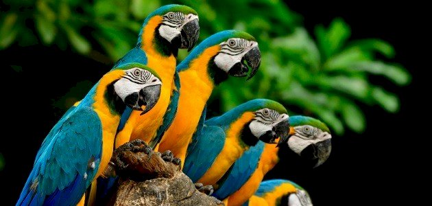 كيف أربي ببغاء كيف أربي ببغاء