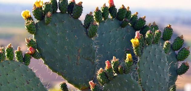 كيف أزرع الصبار