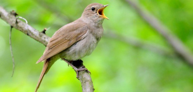 كيف أعرف ذكر البلبل كيف أعرف ذكر البلبل