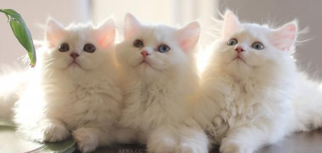 كيف أمنع تساقط شعر القطط كيف أمنع تساقط شعر القطط