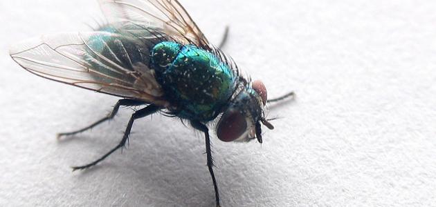 كيف تتخلص من الذباب نهائياً كيف تتخلص من الذباب نهائياً