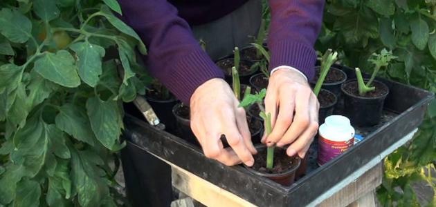 كيف تتعلم الزراعة كيف تتعلم الزراعة