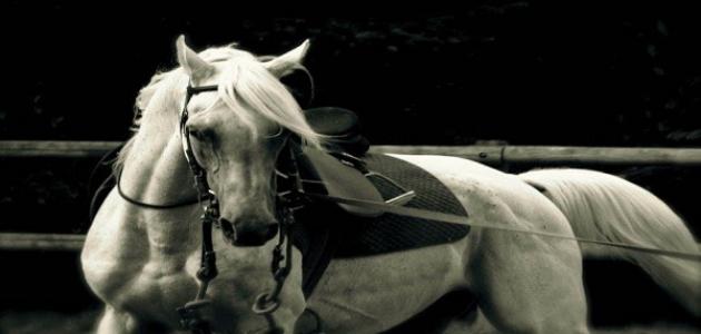 كيف تتعلم ركوب الخيل كيف تتعلم ركوب الخيل