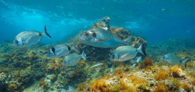 كيف تتنفس الأسماك تحت الماء كيف تتنفس الأسماك تحت الماء