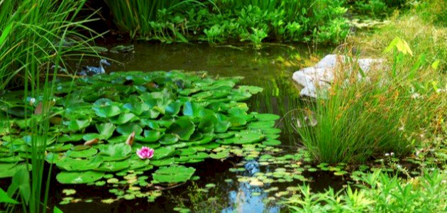 كيف تتنفس النباتات المائية