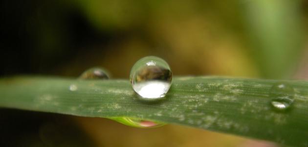 كيف تحدث ظاهرة الندى كيف تحدث ظاهرة الندى