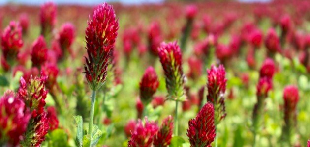 كيف تحصل نبتة الهالوك على غذائها كيف تحصل نبتة الهالوك على غذائها