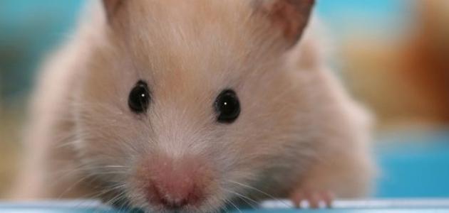 كيف تربي الهامستر كيف تربي الهامستر