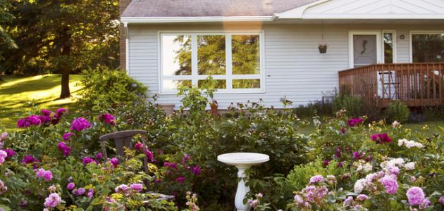 كيف تزرع الورد في المنزل كيف تزرع الورد في المنزل