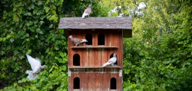 كيف تصنع بيتاً للحمام
