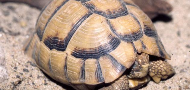 كيف تصنع بيتاً للسلحفاة كيف تصنع بيتاً للسلحفاة